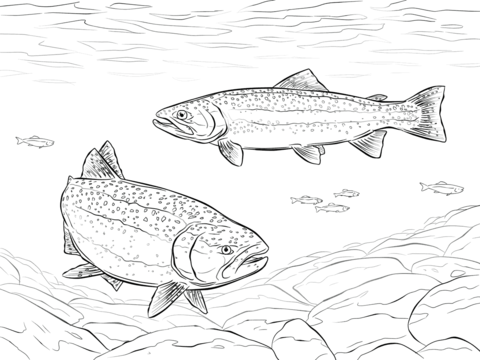 Rainbow Trouts Coloring Page